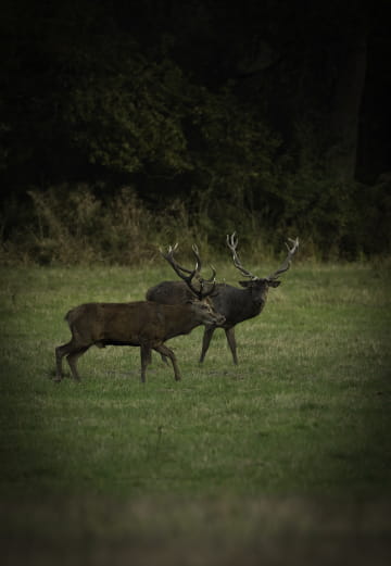 Brame du cerf à Chambord ©Alexandre Roubalay