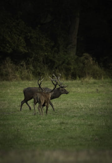 Brame du cerf à Chambord ©Alexandre Roubalay