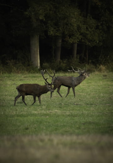 Brame du cerf à Chambord ©Alexandre Roubalay