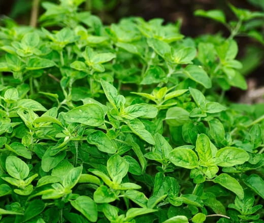 Troc plantes à Saint Dyé sur Loire